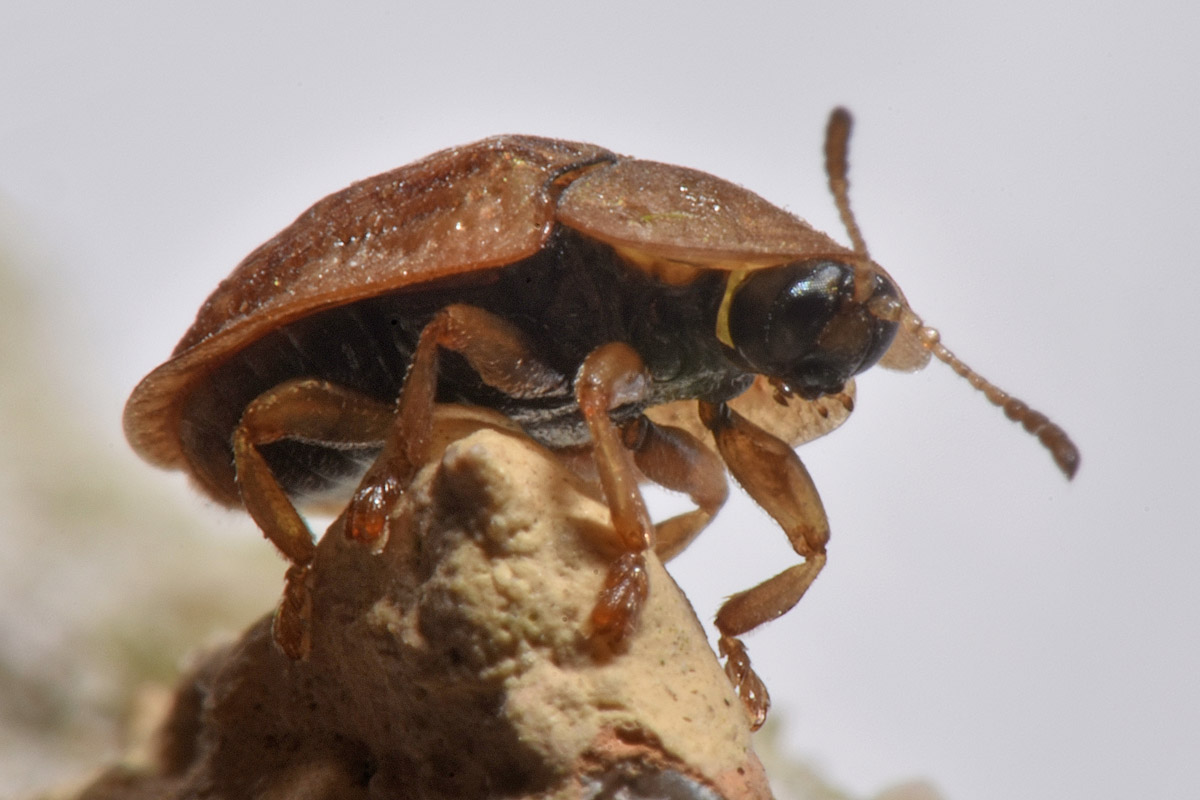 Chrysomelidae: Hypocassida cfr. subferruginea